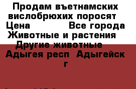 Продам въетнамских вислобрюхих поросят › Цена ­ 2 500 - Все города Животные и растения » Другие животные   . Адыгея респ.,Адыгейск г.